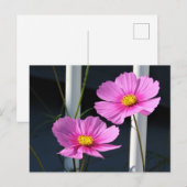 Carte Postale Deux Cosmos Rose à travers la grille de porche (Devant / Derrière)