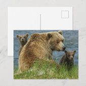 Carte Postale Deux cubes d'ours Brown avec Mère près de l'eau (Devant / Derrière)