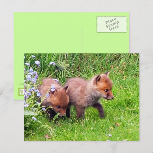 Carte Postale Deux Cubes Fox (Devant / Derrière)