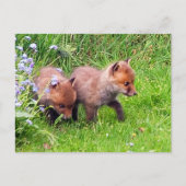 Carte Postale Deux Cubes Fox (Devant)