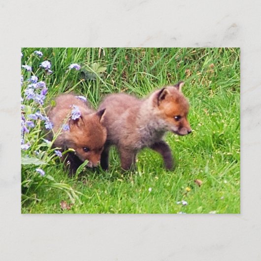 Carte Postale Deux Cubes Fox (Devant)