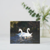Carte Postale Deux Cygnes Et Un Canard (Debout devant)