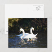 Carte Postale Deux Cygnes Et Un Canard (Devant / Derrière)