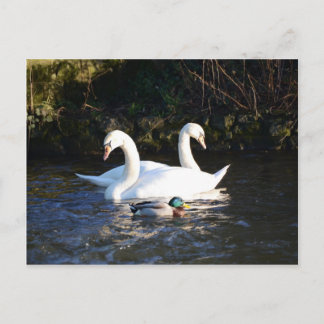 Carte Postale Deux Cygnes Et Un Canard