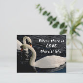 Carte Postale Deux cygnes sur le lac (Debout devant)