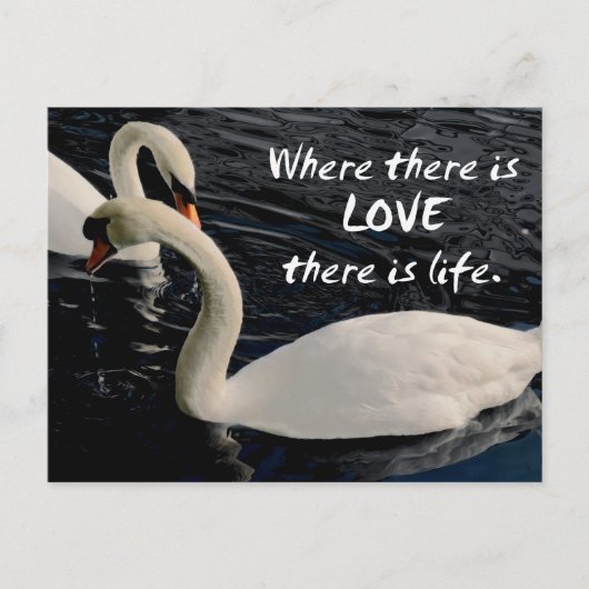 Carte Postale Deux cygnes sur le lac (Devant)