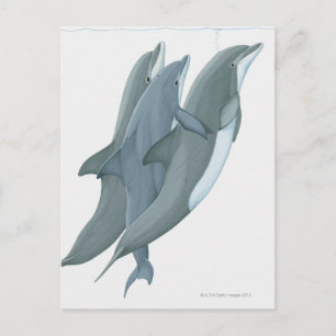 Carte Postale Deux dauphins en voie de disparition