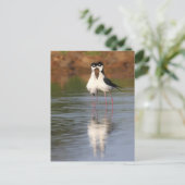 Carte Postale deux échasses qui bouchent (Debout devant)