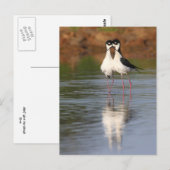 Carte Postale deux échasses qui bouchent (Devant / Derrière)