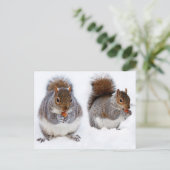 Carte Postale Deux écureuils mangent des noix (Debout devant)