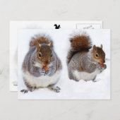 Carte Postale Deux écureuils mangent des noix (Devant / Derrière)