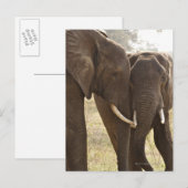 Carte Postale Deux éléphants africains Bush (Loxodonta Africana) (Devant / Derrière)