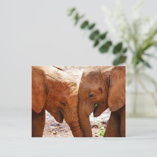 Carte Postale Deux éléphants ensemble montrant l'affection (Debout devant)