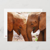 Carte Postale Deux éléphants ensemble montrant l'affection (Devant / Derrière)