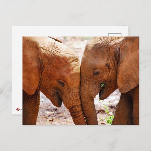 Carte Postale Deux éléphants ensemble montrant l'affection (Devant / Derrière)