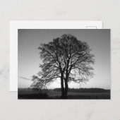 Carte Postale Deux en un : l'arbre fourré (Devant / Derrière)