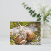 Carte Postale Deux escargots (Debout devant)