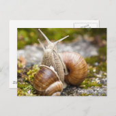Carte Postale Deux escargots (Devant / Derrière)