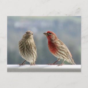 Carte Postale Deux Finches Flirtent.