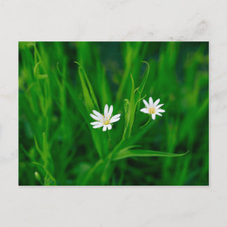 Carte Postale deux fleurs blanches sur une prairie verte