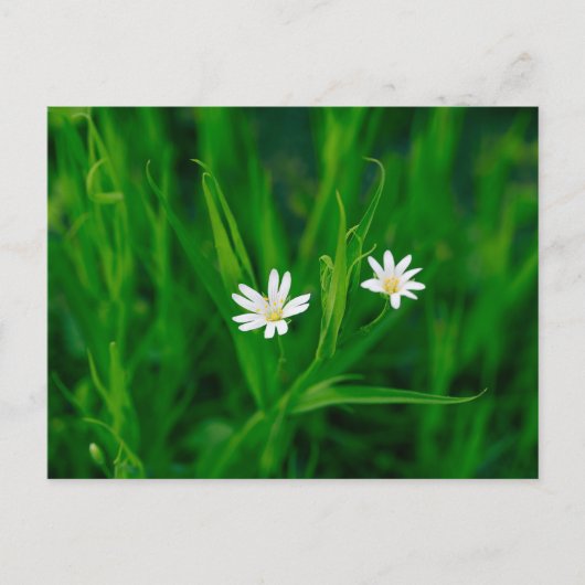 Carte Postale deux fleurs blanches sur une prairie verte (Devant)
