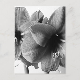 Carte Postale Deux fleurs d'Amaryllis Photo Verticale