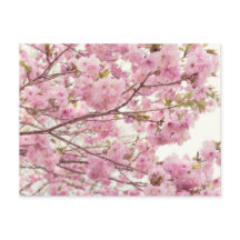 Deux fleurs de cerisiers au Japon