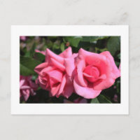deux fleurs de rose rose chaud parfait. amour