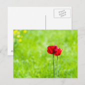 Carte Postale Deux fleurs de tulipe rouges (Devant / Derrière)