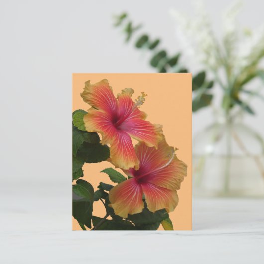 Carte Postale Deux Fleurs D'Hibiscus Orange Font La Poussière. C (Debout devant)
