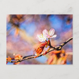 Carte Postale Deux Fleurs Extraordinaires Sakura. Rose, Arrière