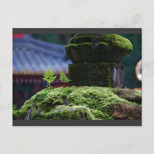 Carte Postale Deux fougères (Devant)