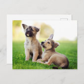 Carte Postale Deux German Shepherd (Devant / Derrière)