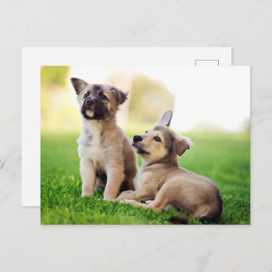 Carte Postale Deux German Shepherd (Devant / Derrière)