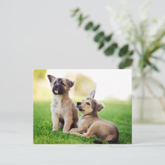 Carte Postale Deux German Shepherd (Debout devant)