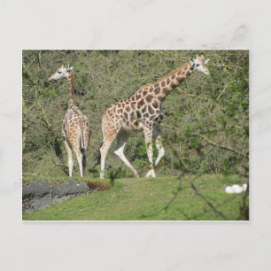 Carte Postale Deux girafes