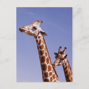 Carte Postale Deux girafes affectueuses