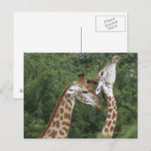 Carte Postale Deux Giraffe (Giraffa camelopardalis) encolure, (Devant / Derrière)