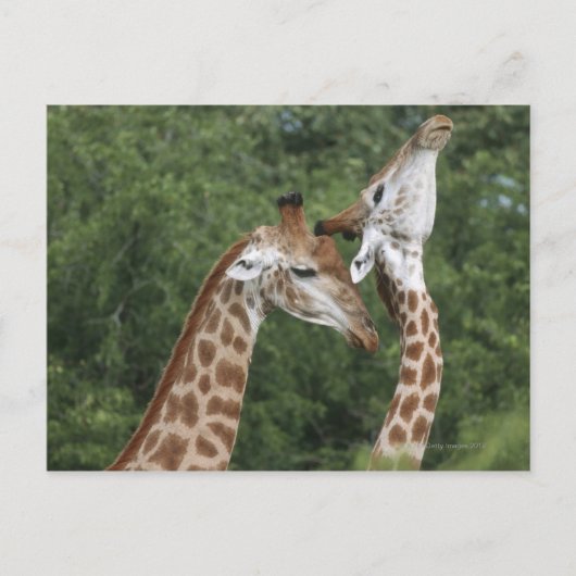 Carte Postale Deux Giraffe (Giraffa camelopardalis) encolure, (Devant)