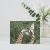 Carte Postale Deux Giraffe (Giraffa camelopardalis) encolure, (Debout devant)