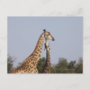 Carte Postale Deux Giraffe, Parc national de Kruger, Afrique du