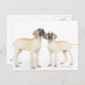 Carte Postale Deux Grands Danois (Devant / Derrière)