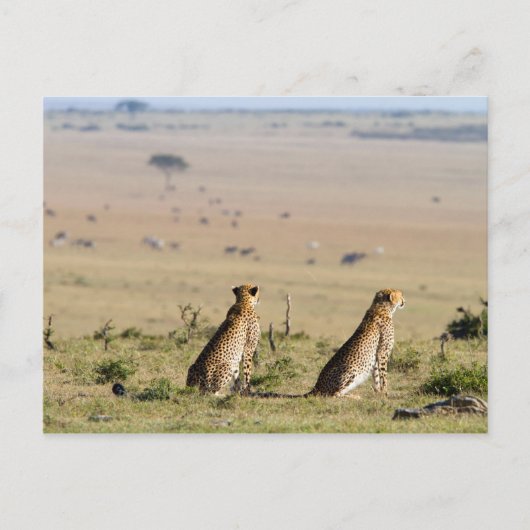 Carte Postale Deux guépards à l'oeil (Devant)