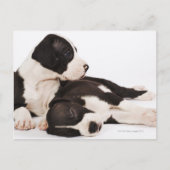 Carte Postale Deux Harlequins De Grands Chiots Danois (Devant)