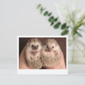Carte Postale Deux hérissons pour bébés (Debout devant)