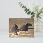 Carte Postale Deux hippopotames (Debout devant)