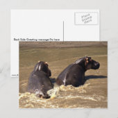 Carte Postale Deux hippopotames (Devant / Derrière)