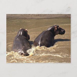 Carte Postale Deux hippopotames