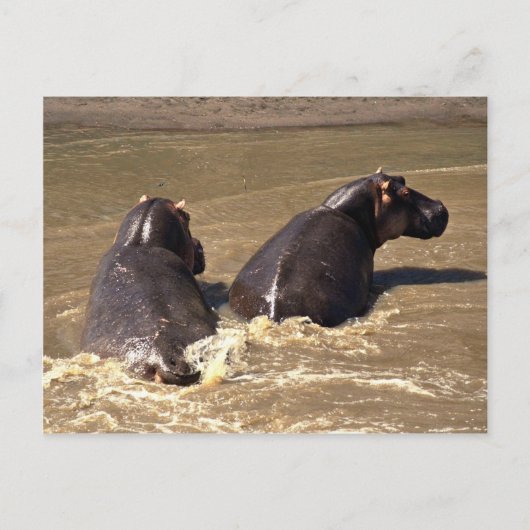 Carte Postale Deux hippopotames (Devant)