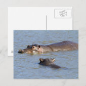 Carte Postale Deux hippopotames dans une rivière, le parc nation (Devant / Derrière)
